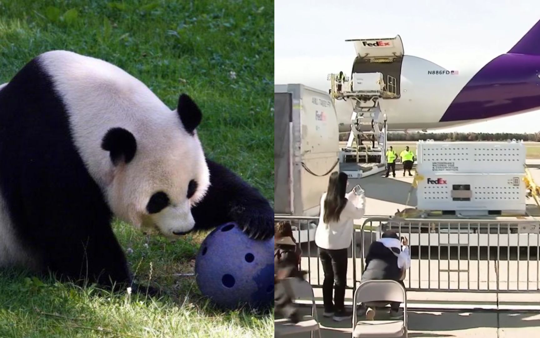 旅美大熊猫"美香"一家启程回国:白色专机平稳起飞 众人拍照惜别