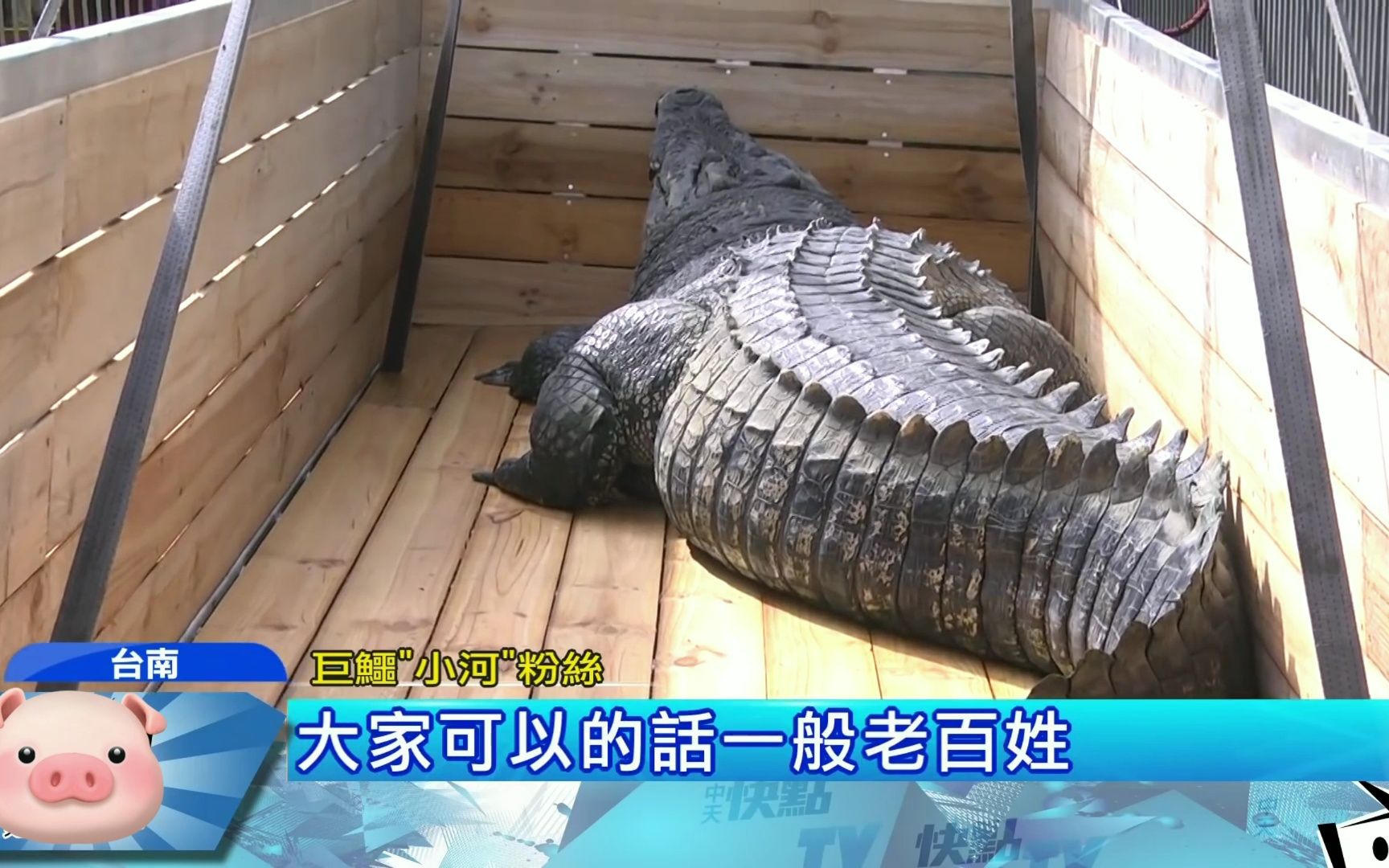 麻豆鳄鱼王"小河"将送大陆 场主泪别:要保重喔!