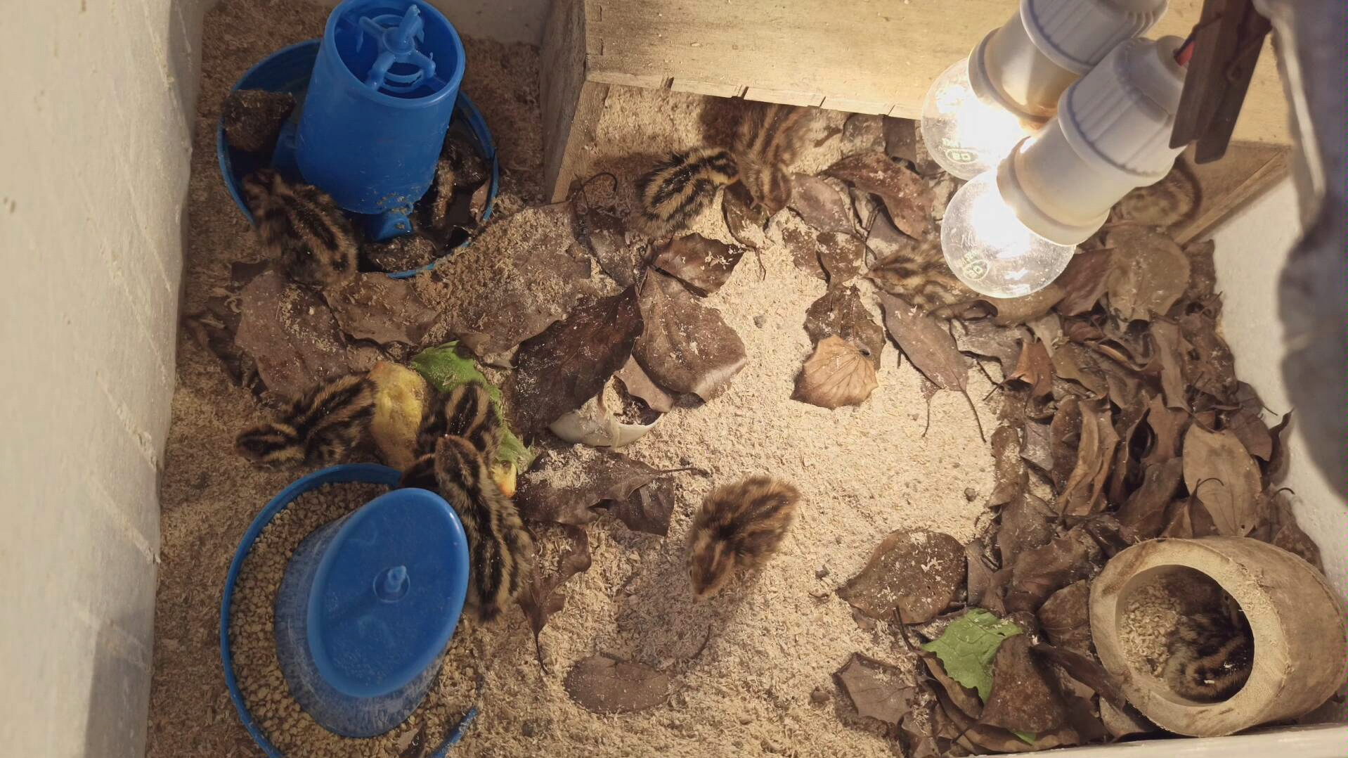 小鹌鹑的新家,发酵床