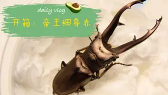 萌宠 给独角仙diy一个超级自然的家 哔哩哔哩 Bilibili