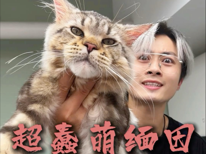 我宣布最呆萌的缅因来咯海报