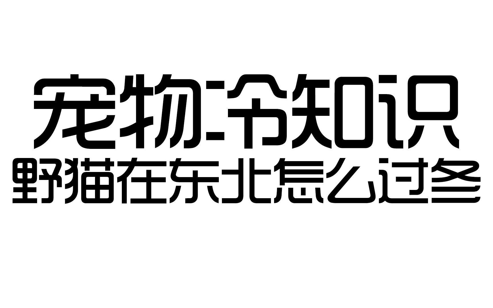 流浪猫在东北是怎么过冬的?哔哩哔哩bilibili