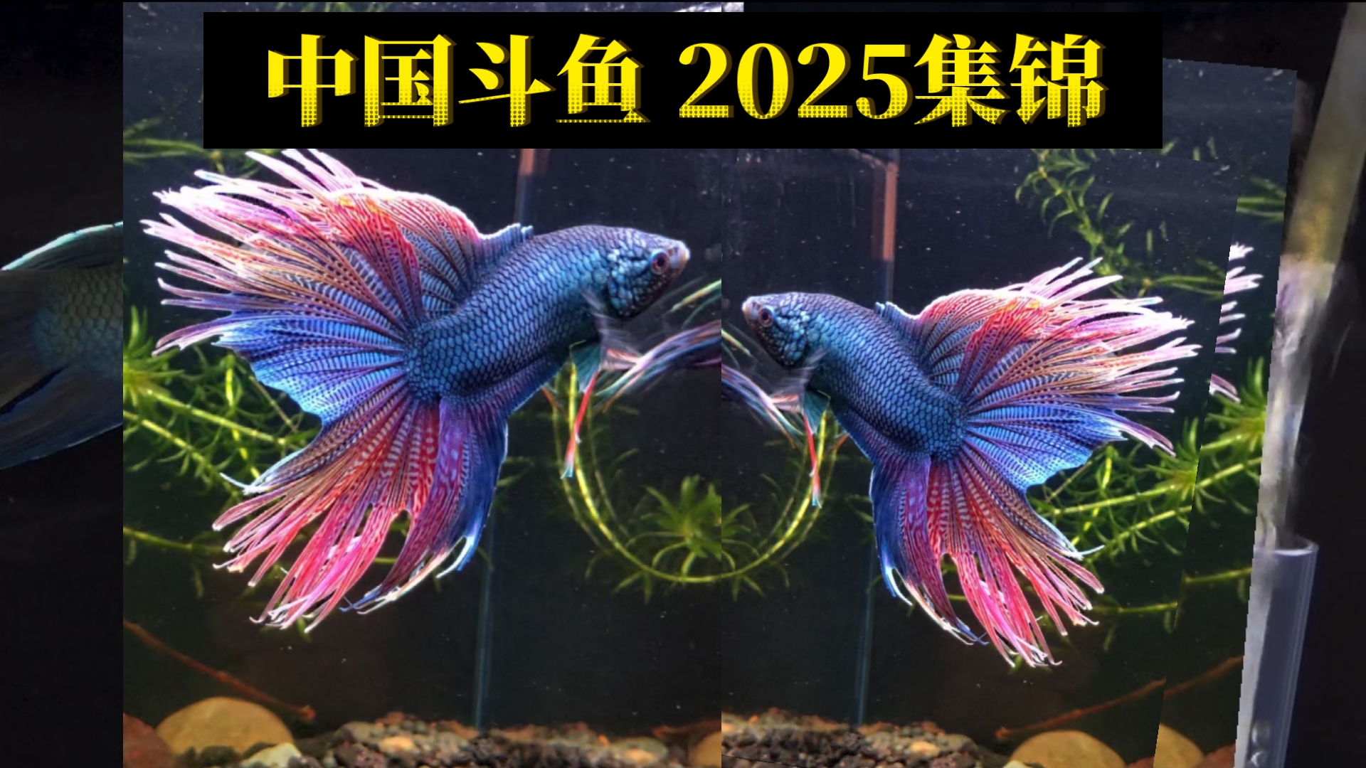 中国斗鱼改良2025新集锦哔哩哔哩bilibili