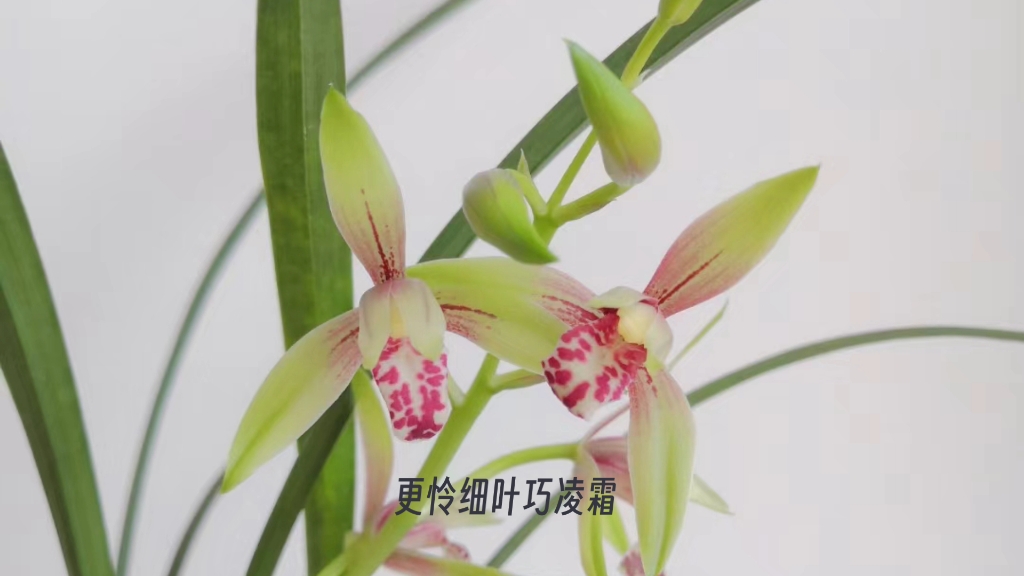 《种兰》(北宋)苏辙