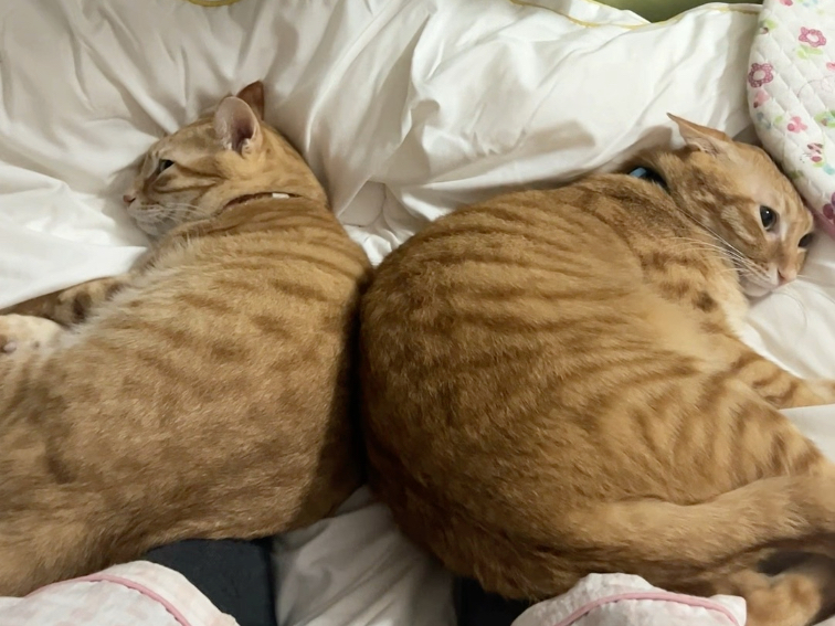 这只是朕的日常生活