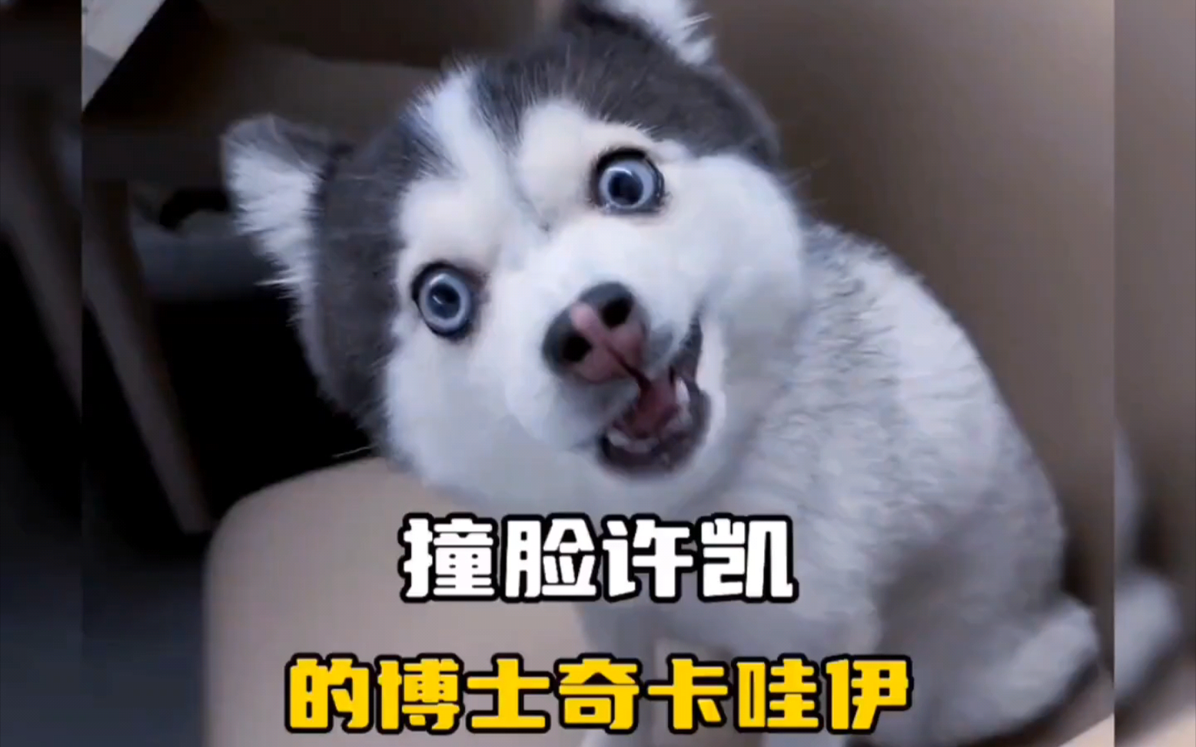 兼具哈士奇与博美的聪明才智!