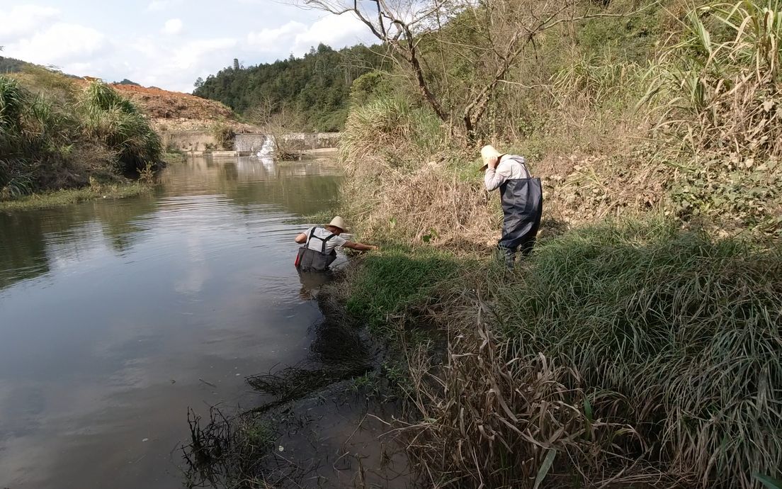 河里这种田螺对水质要求极高,只有石头和沙子里才有,全靠手摸哔哩哔哩bilibili