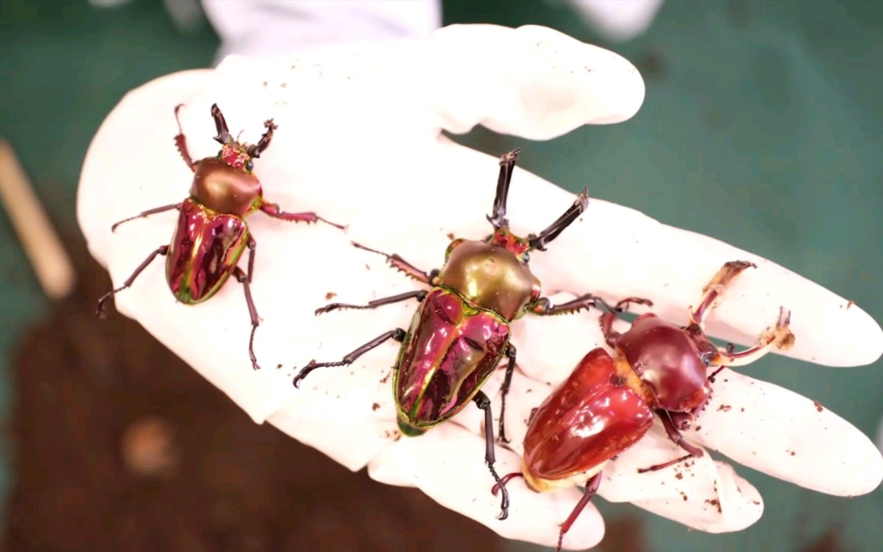 『甲虫日记』开彩虹锹甲蛹室啦,五彩斑斓连连看!