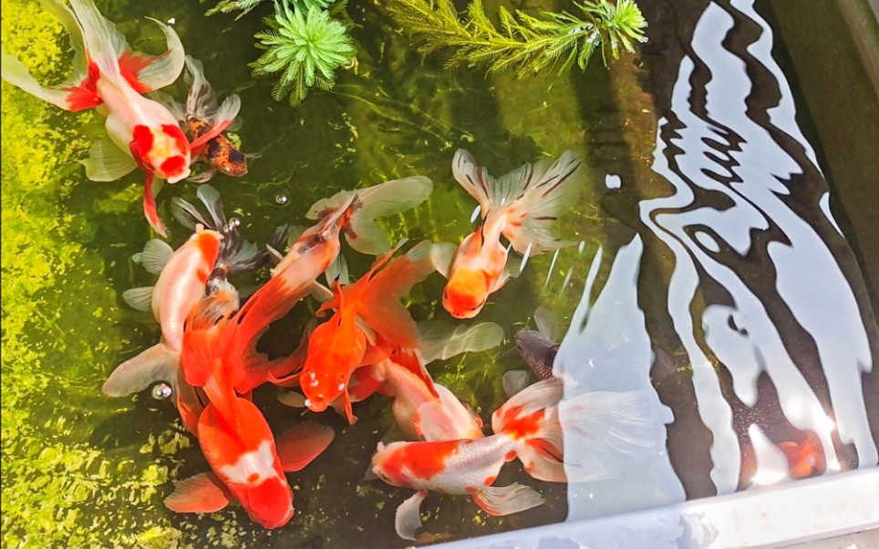 清水绿苔传统金鱼丹凤凤高文凤伪古法养鱼