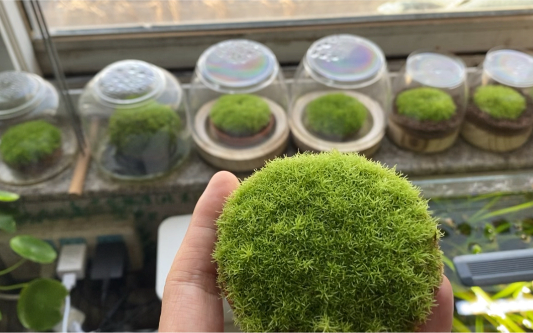 水苔白发藓繁殖好以后在多个场景中的应用