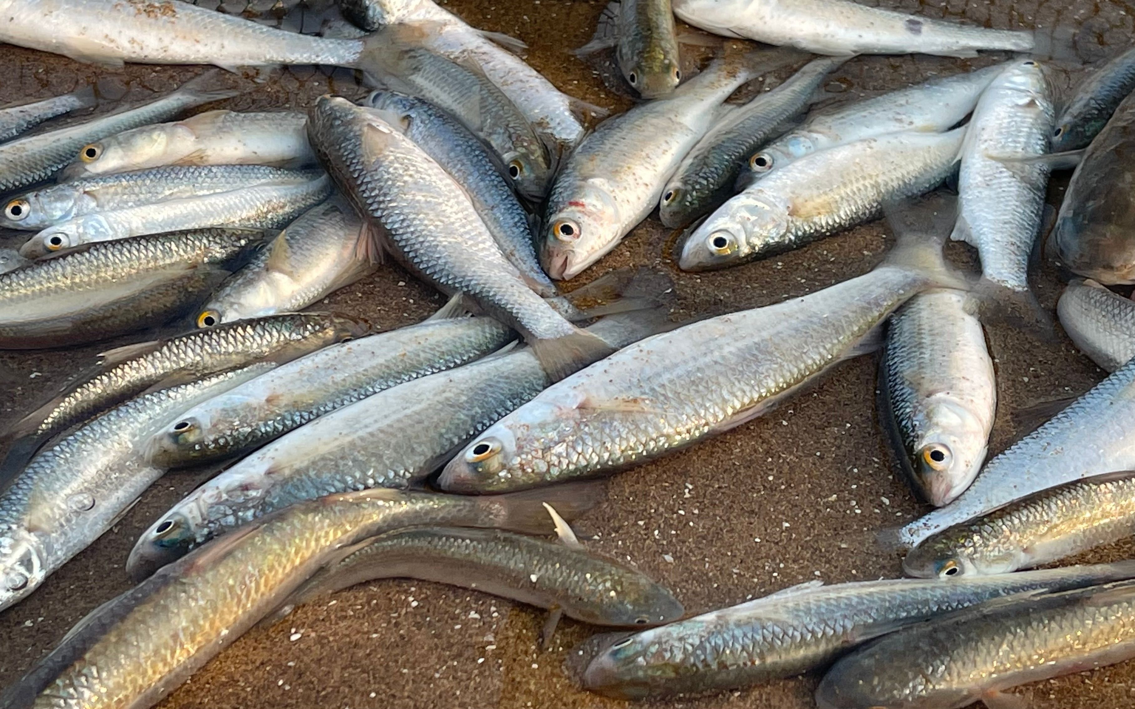 大庆赶海,退潮后遇到一群活蹦乱跳的小鱼苗,还有比手大的比目鱼