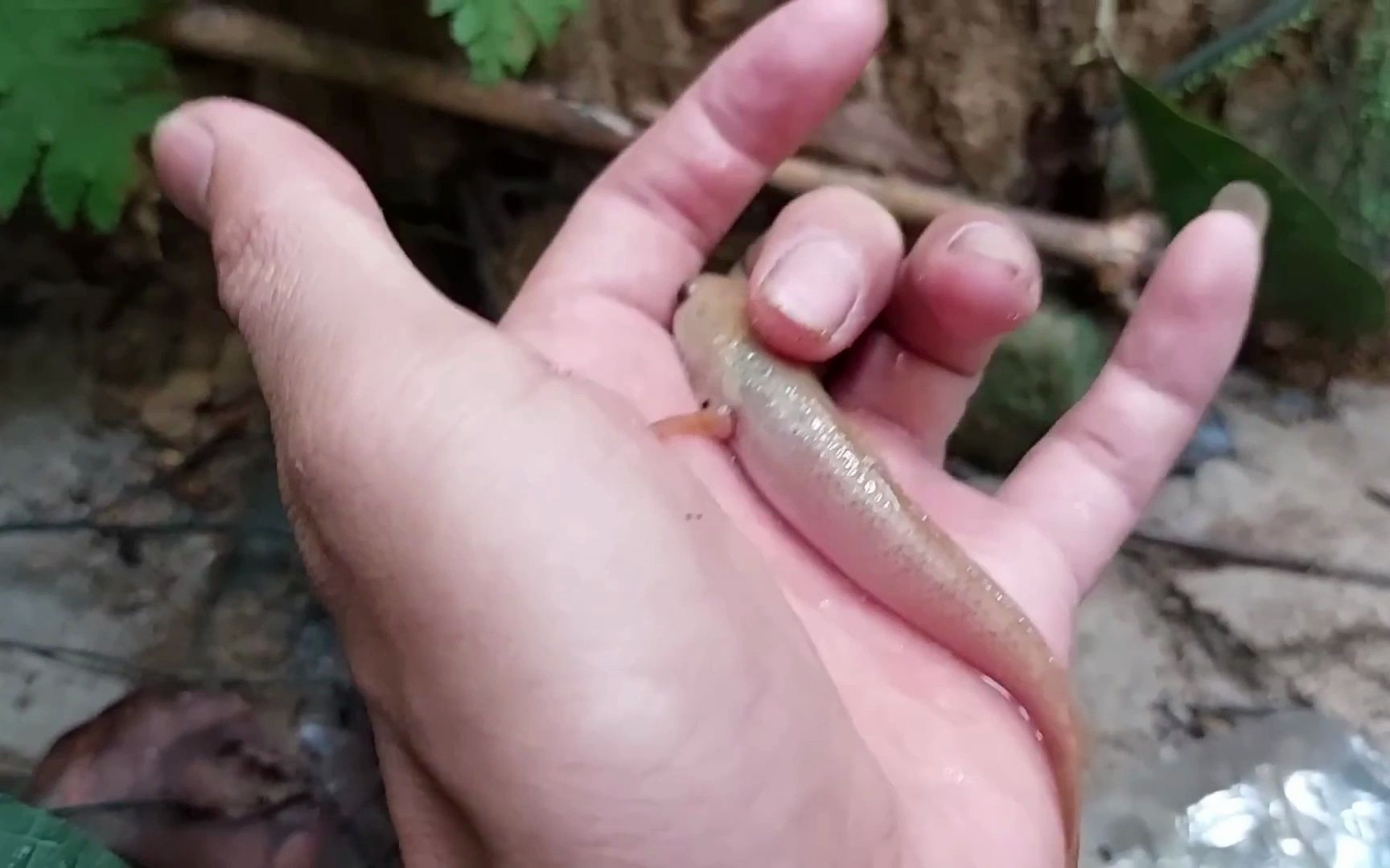 今天出来野采,抓到一只超靓的变异雷龙!