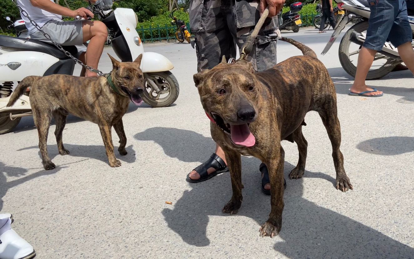 杂斗虎斑犬图片