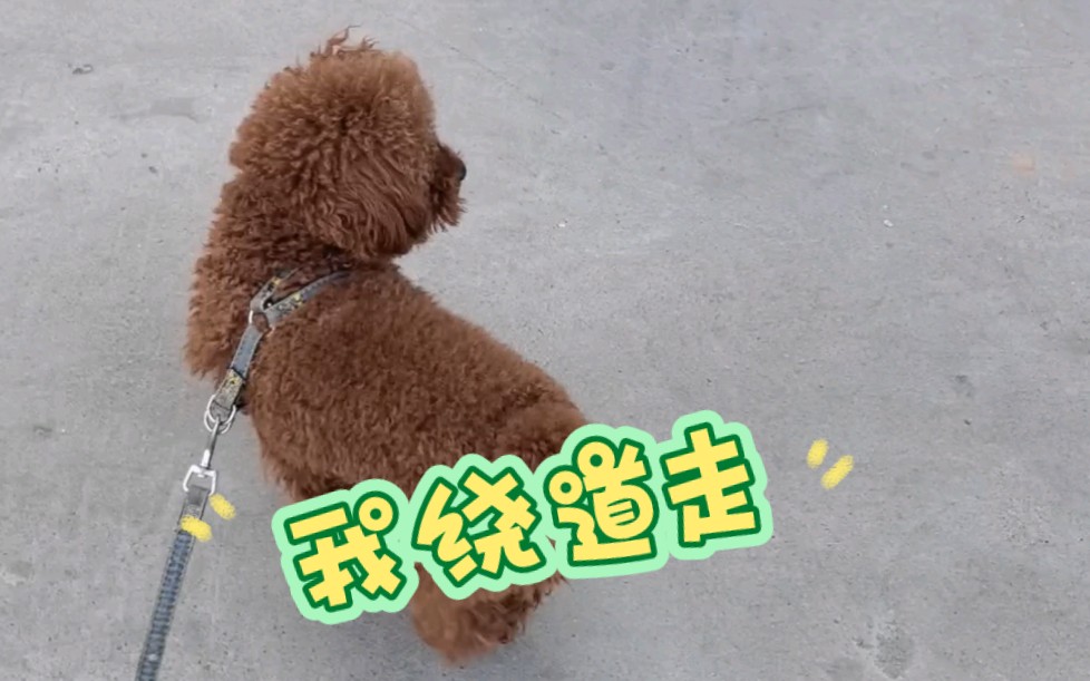 【泰迪蹦蹦】遛狗中,竟然也有让蹦蹦绕道走的东西?