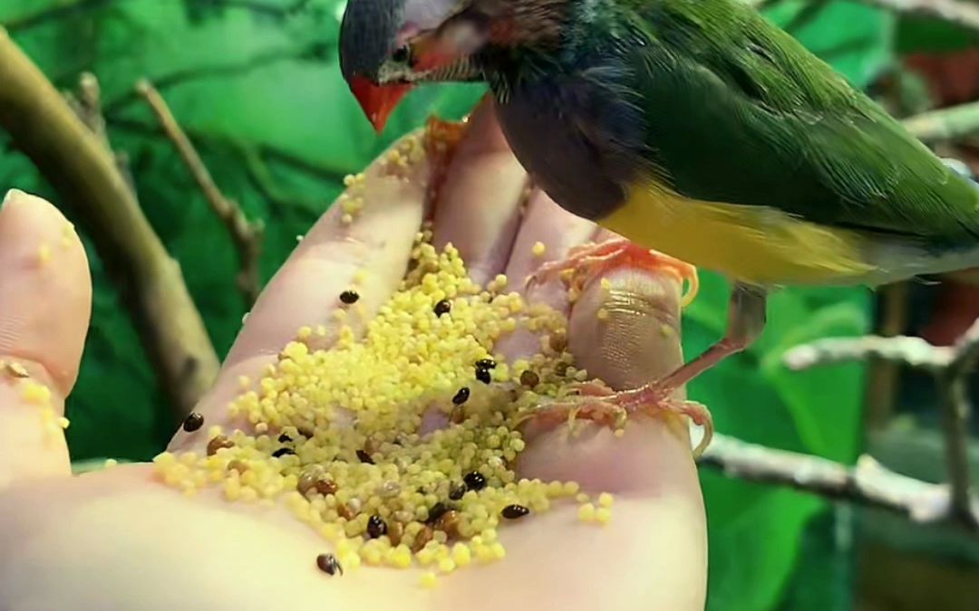 美女小姐姐教小朋友喂鸟吃东西