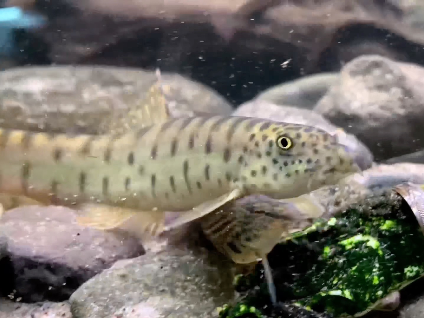 对不上焦的老鼠斑,江西副沙鳅