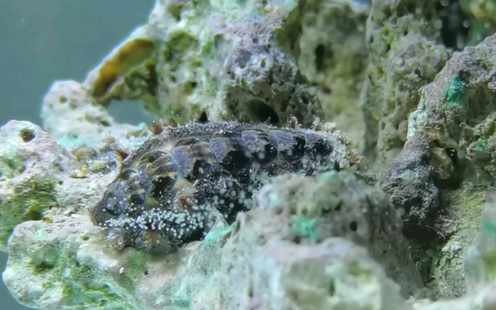 石鳖产卵不是每一粒种子都能长成大树同样的不是每一只浮浪幼虫都能