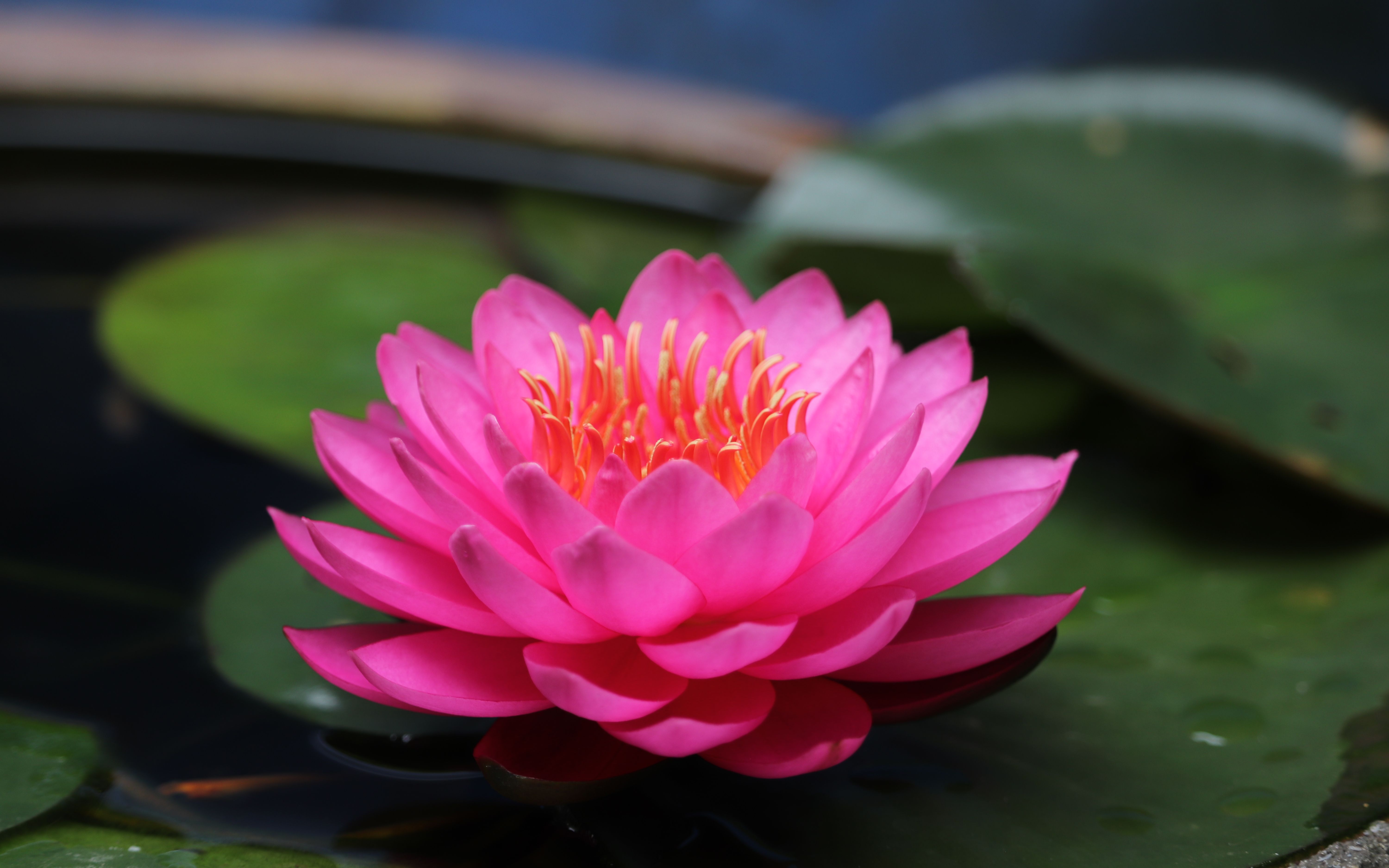 山莓-耐寒中大型睡莲