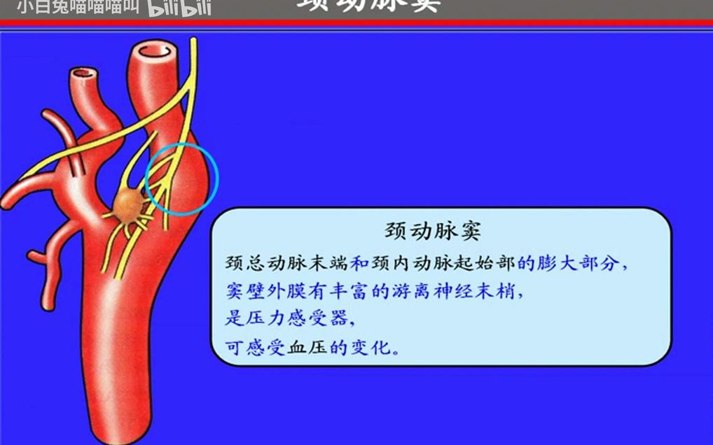 95.颈动脉窦与颈动脉小球——系统解剖学、局部解剖学——这一套就够了哔哩哔哩bilibili