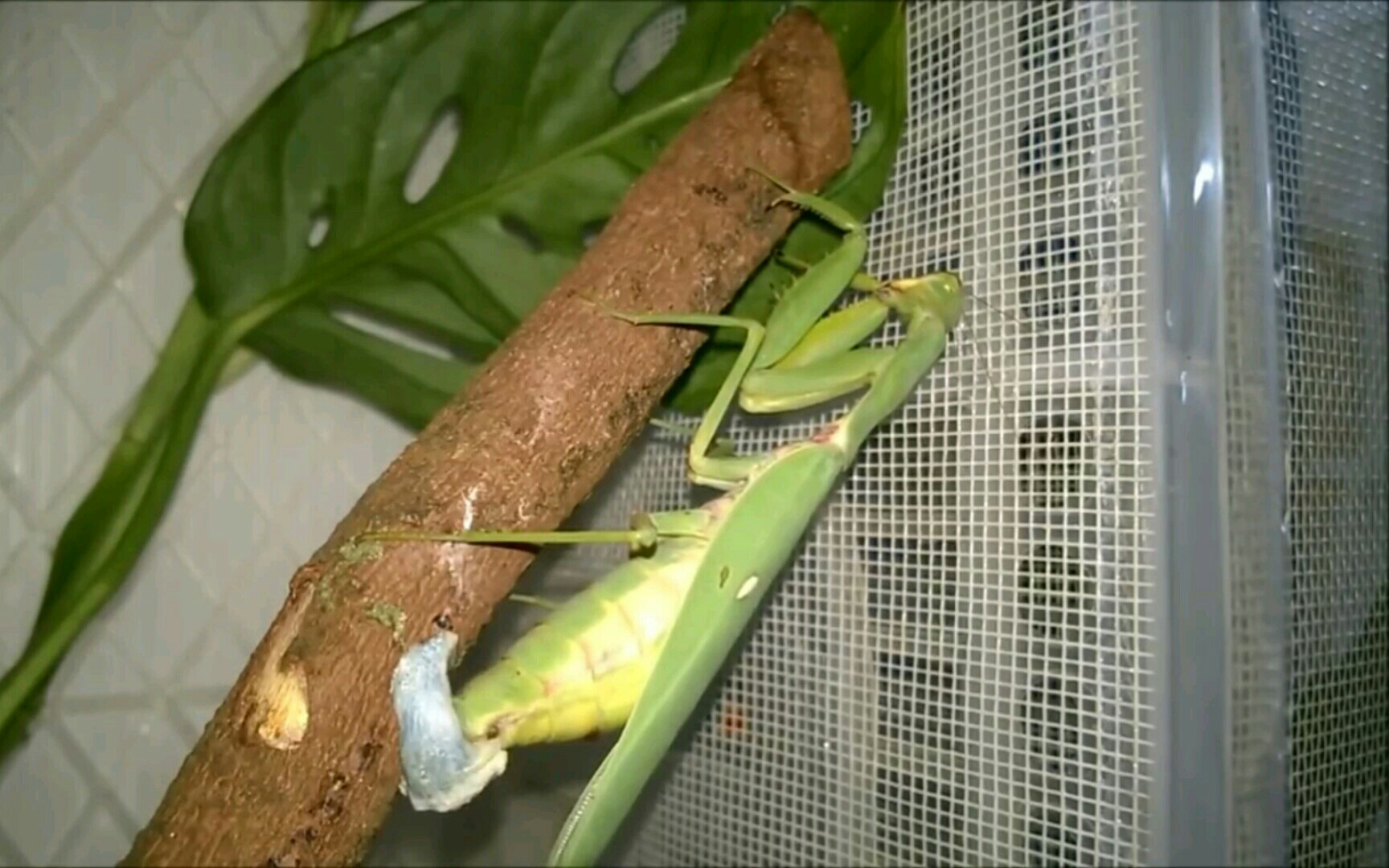 【youtube】如同3d打印般的螳螂产卵――广斧螳(hierodula petellife