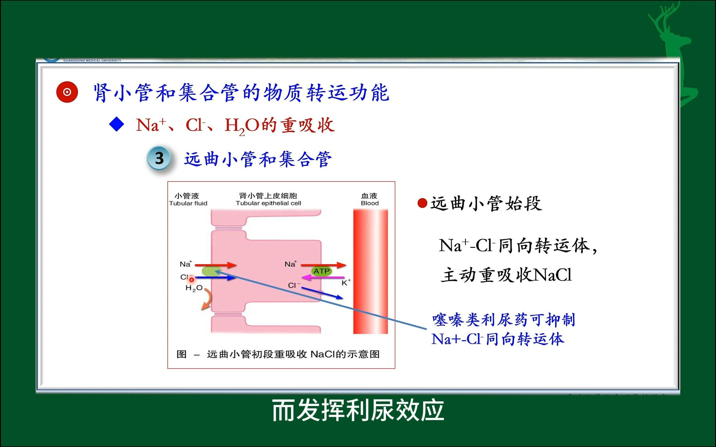 #远曲小管和集合管Na+、Cl、H2O的重吸收#尿的生成与排出#人体生理学#医学知识科普#每天学习一点点哔哩哔哩bilibili