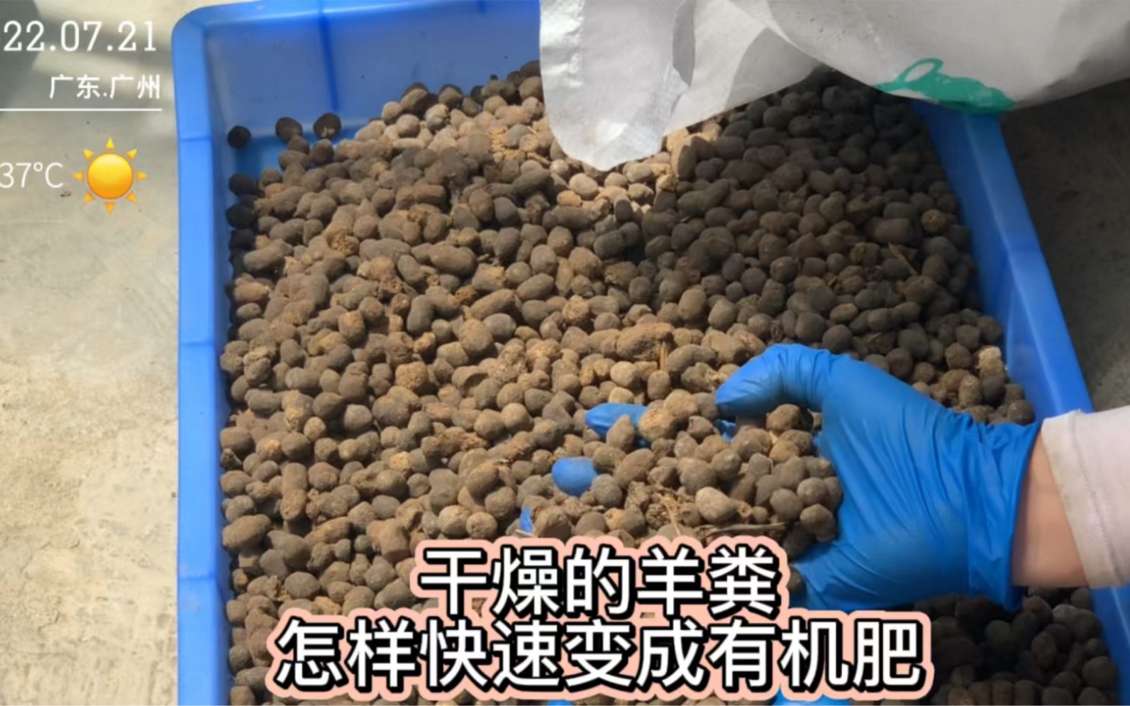 干燥的羊粪二次发酵,十天就可以变成松软的有机肥,方法简单实用哔哩哔哩bilibili