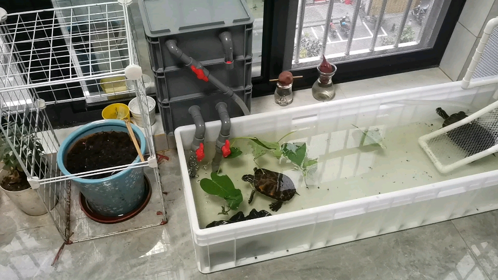 给我的龟龟重建豪宅