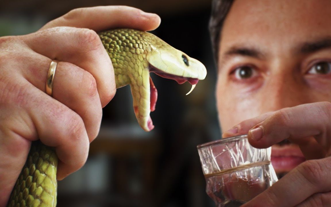 马为什么不怕蛇毒