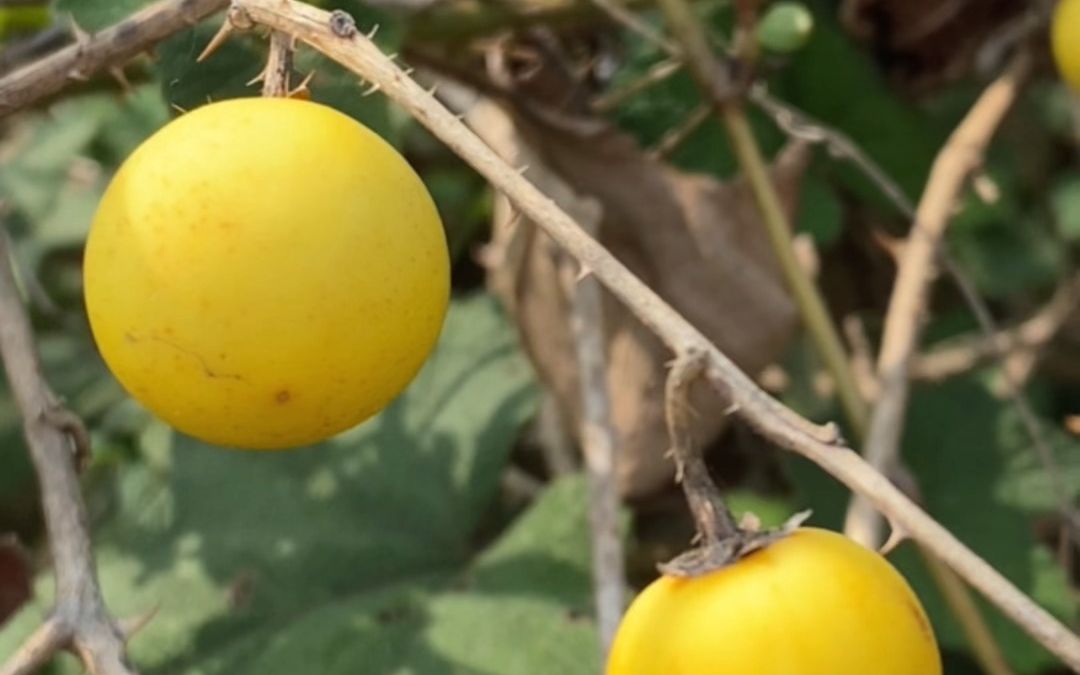 有毒植物喀西茄,看看你认识吗?