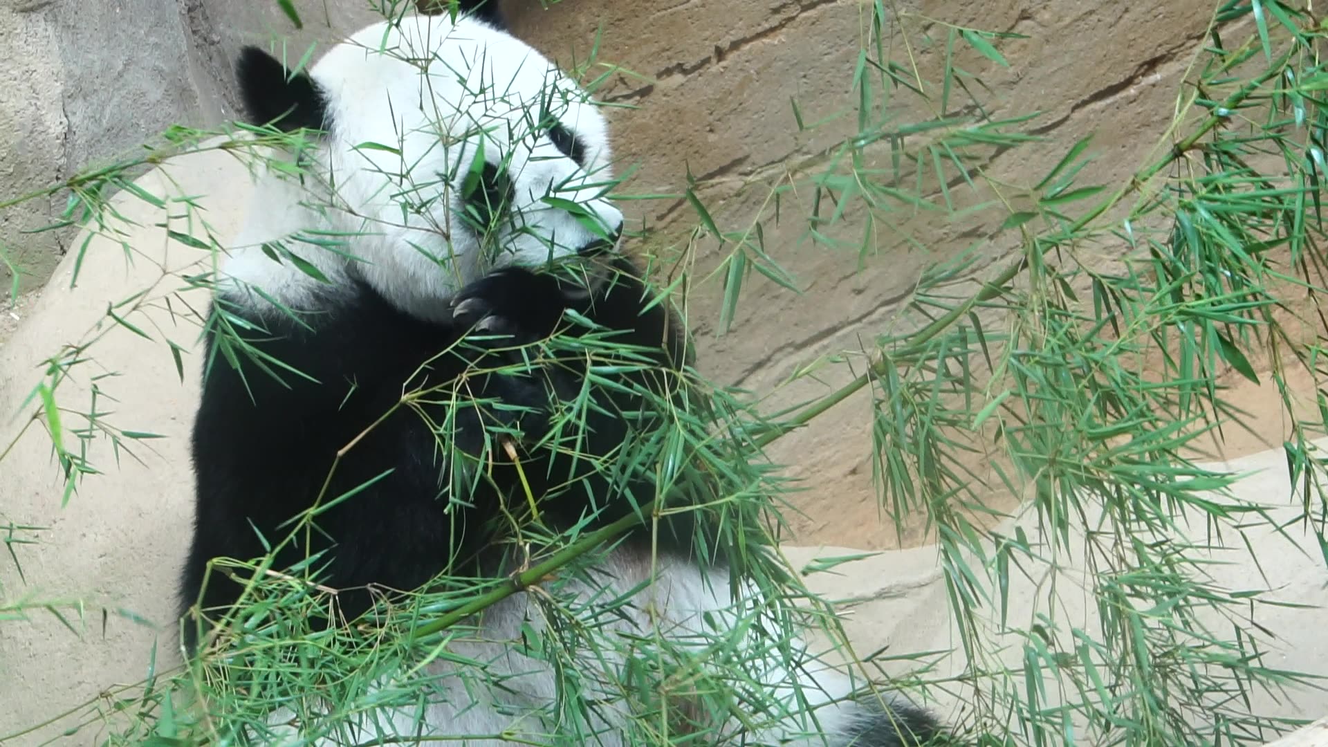 【大熊猫凤仪】马麻吃竹,马麻好白,白到反光