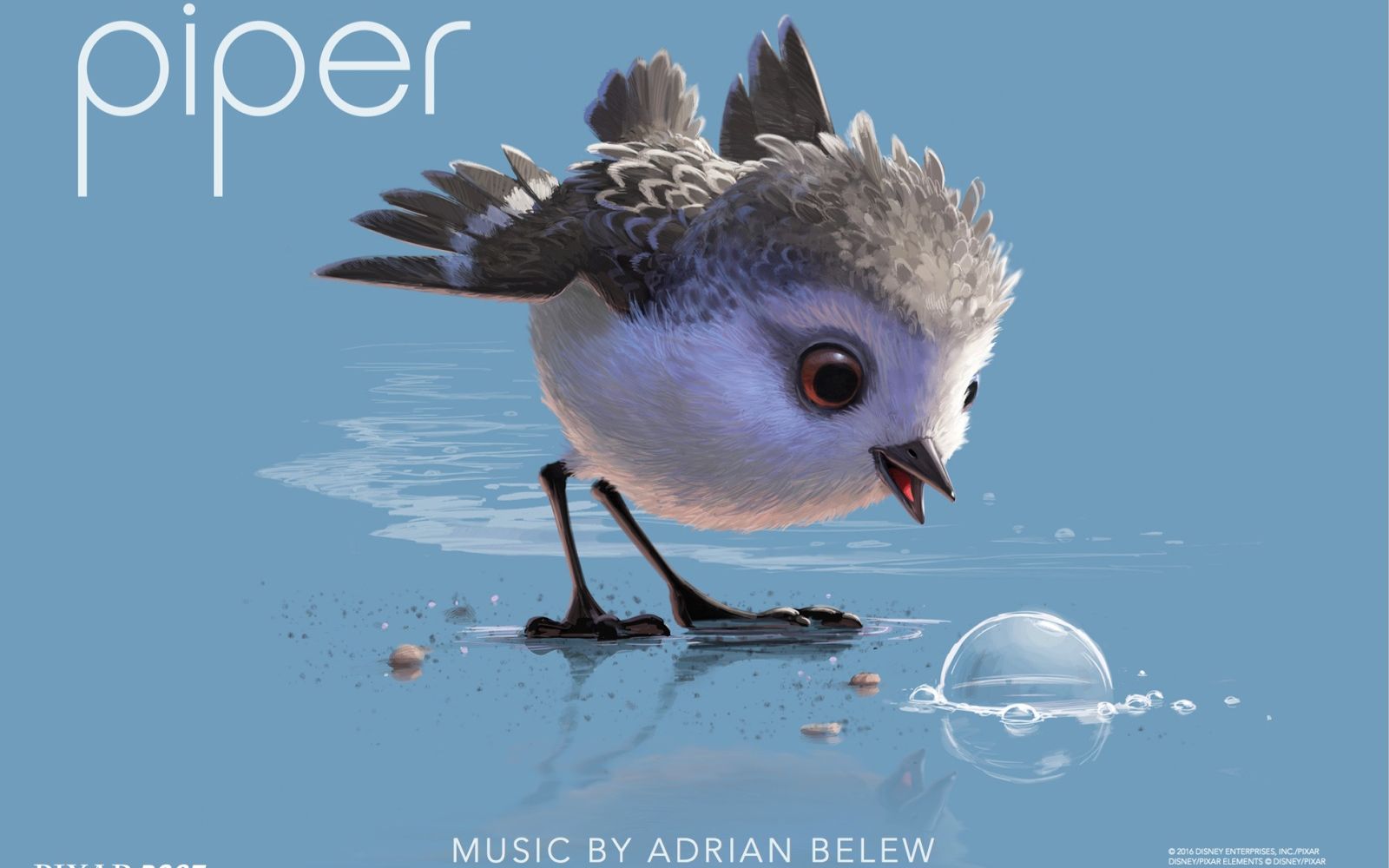 奥斯卡耗时3年制作6分钟最佳动画短片《鹬》治愈无数人!