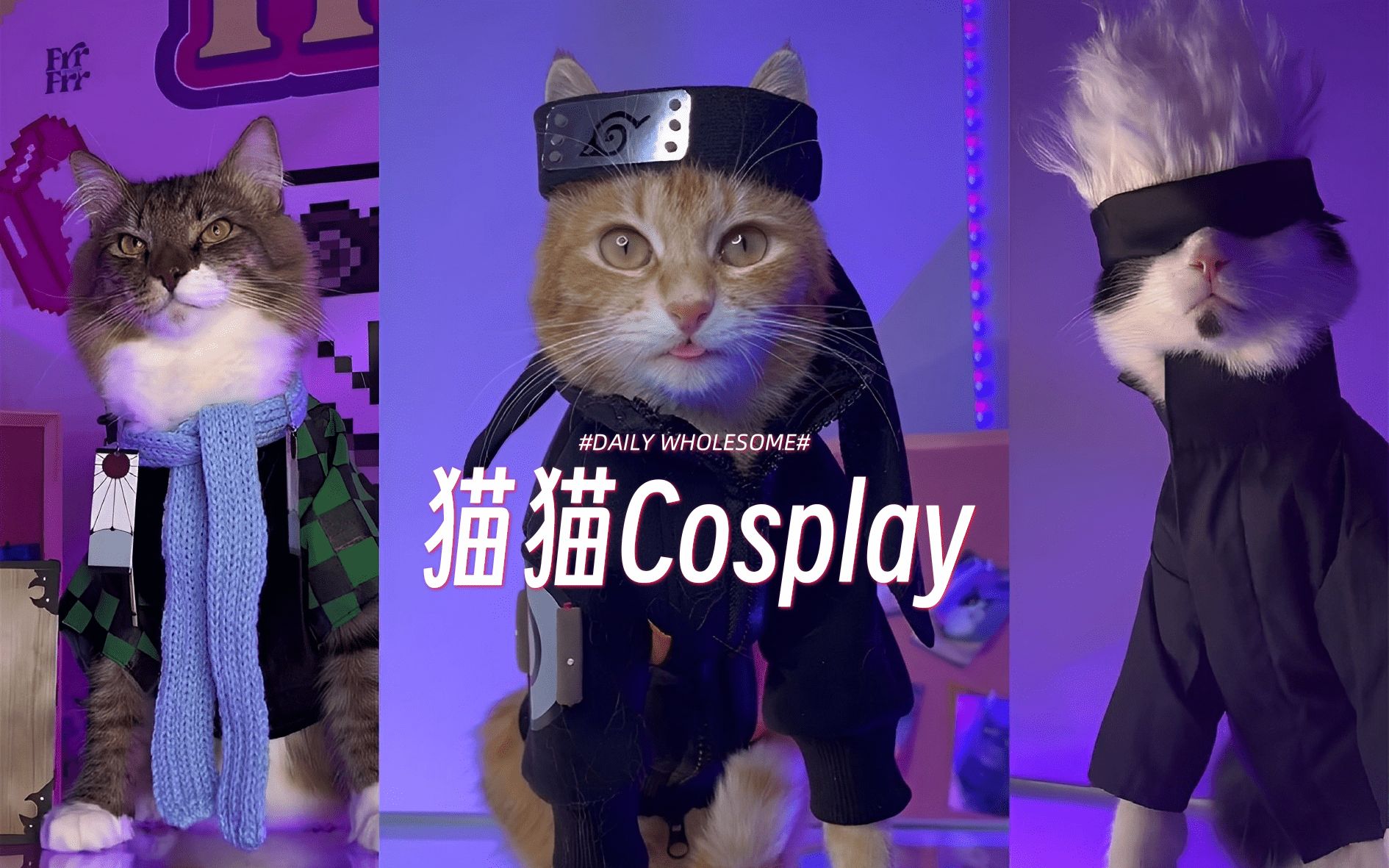 猫猫们的Cosplay，被萌晕啦!!!-固执的DANIEL-固执的DANIEL-哔哩哔哩视频