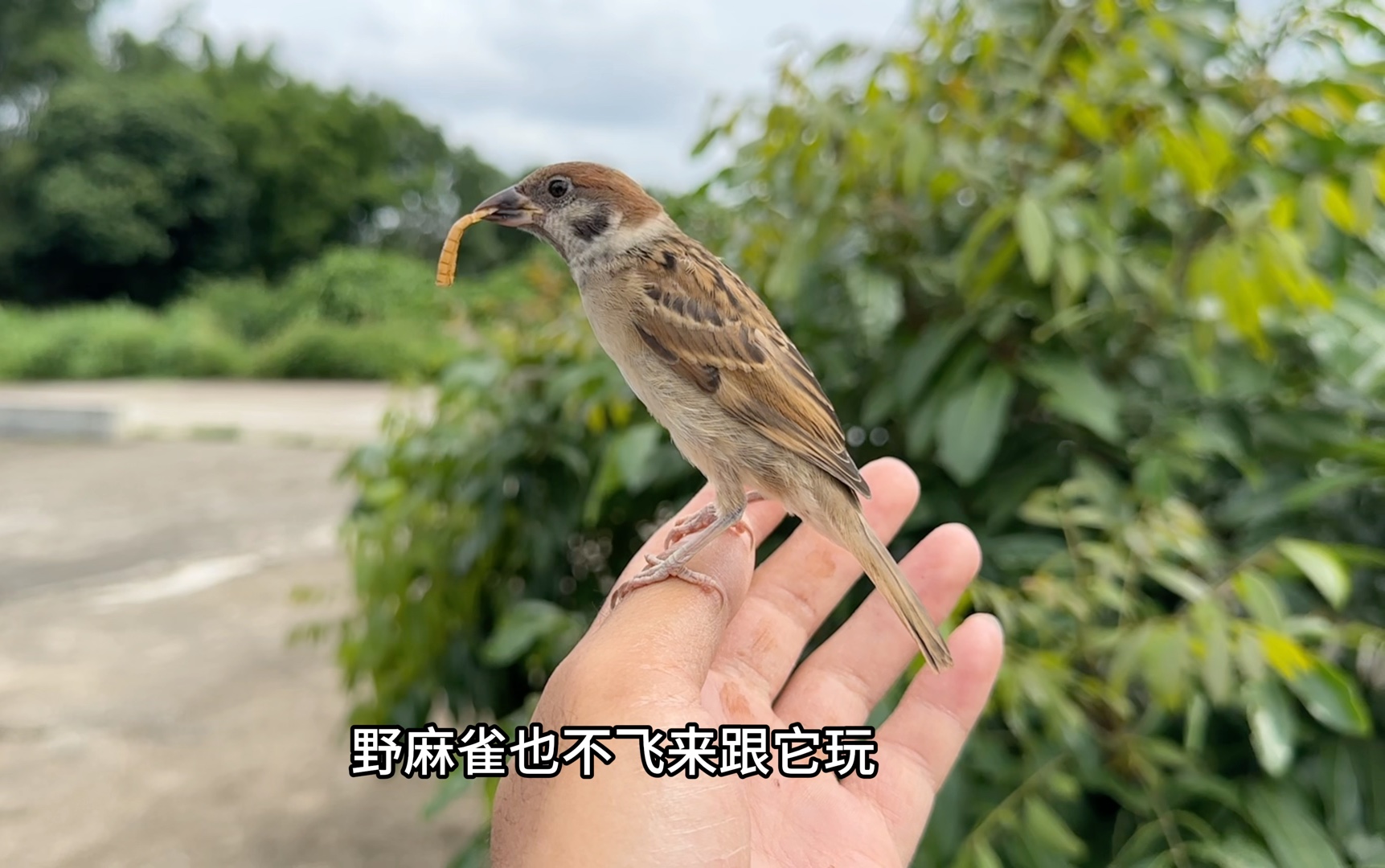 这小麻雀可能被网友说中了有社交恐惧症喜欢自己玩哔哩哔哩bilibili