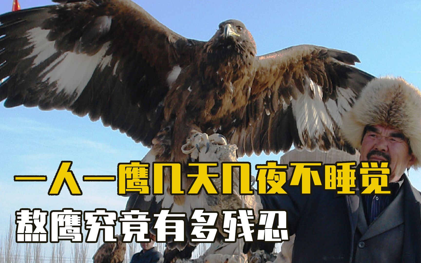 熬鹰究竟有多残忍?一人一鹰几天不睡觉,直到老鹰成功臣服