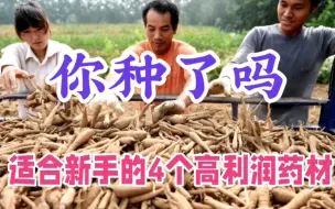 Download Video: 4个适合新手种植的药材，1亩最高收益10万元，看完你想种吗