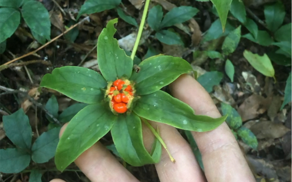 大量收购七叶一枝花图片