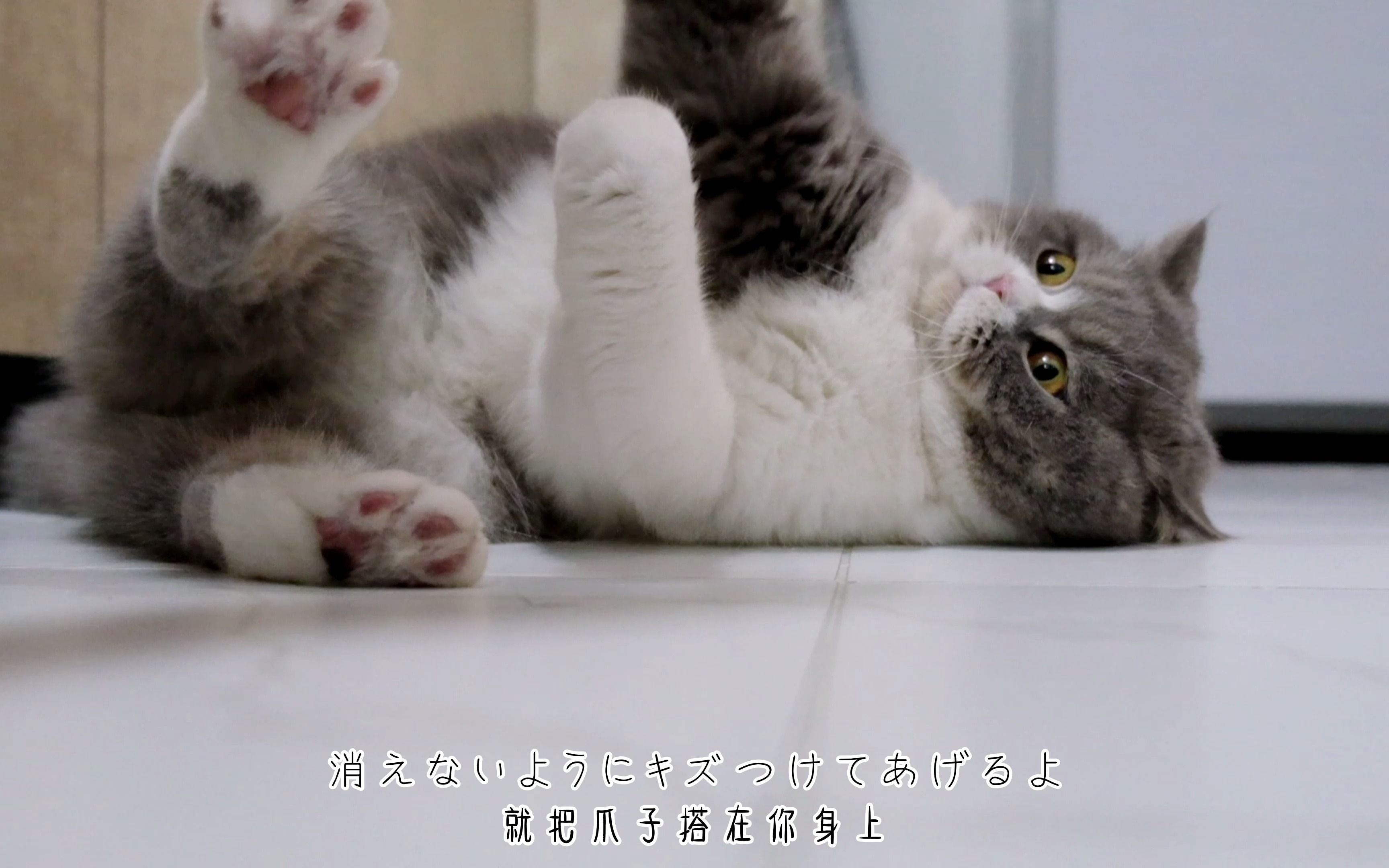 自制猫片,bgm:spitz《猫になりたい》,_哔哩哔哩 (゜-゜)つロ 干杯
