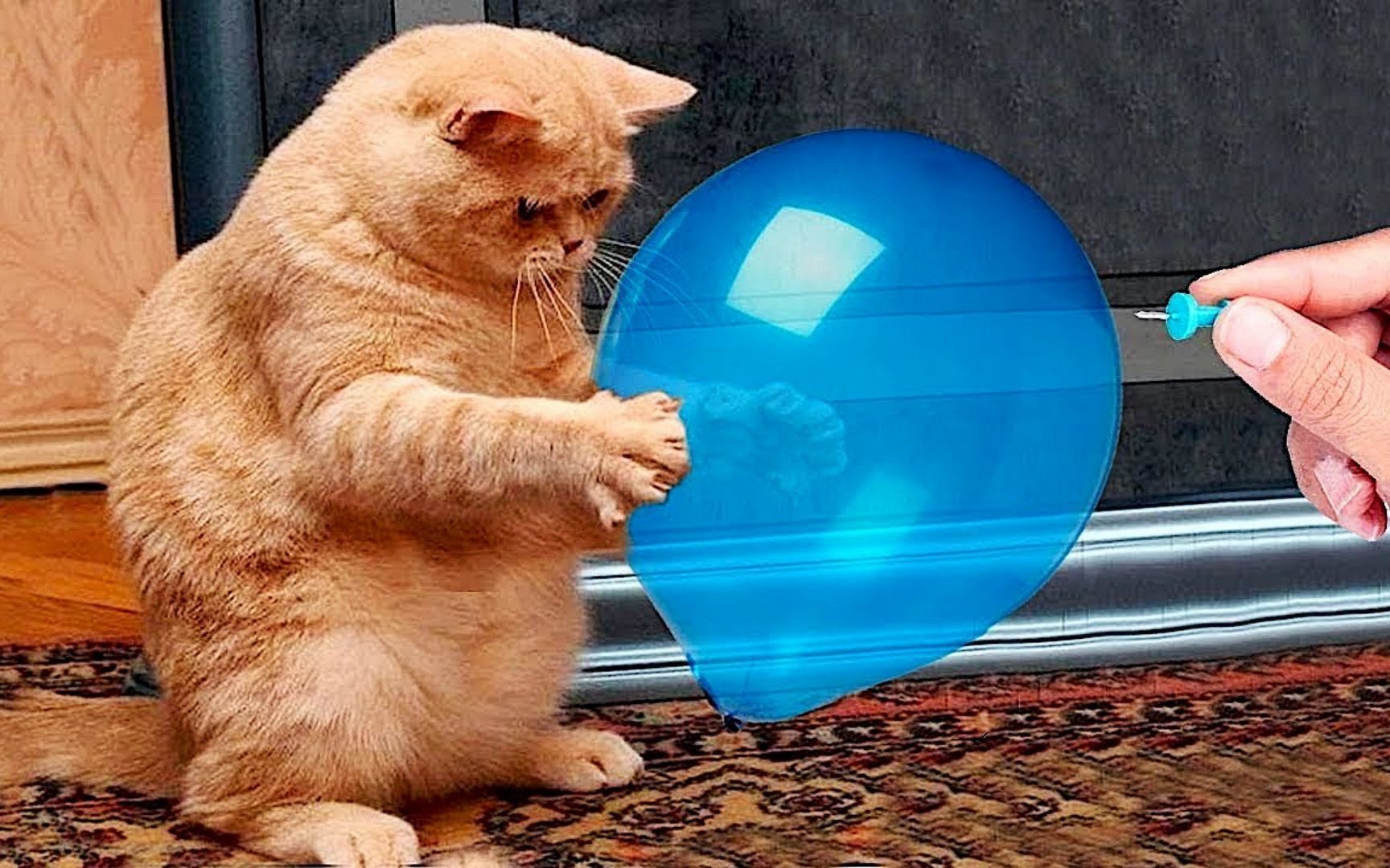 搞笑动画:扎气球游戏,猫咪很好奇,针刺气球爆炸的一瞬间