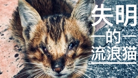 猫咪全身抽搐 口吐白沫 那一刻我以为要失去它了 哔哩哔哩 つロ干杯 Bilibili