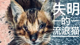 失明流浪猫 捡来一个月 我把瞎猫活生生养成了狗 1分40秒高能预警 哔哩哔哩 Bilibili