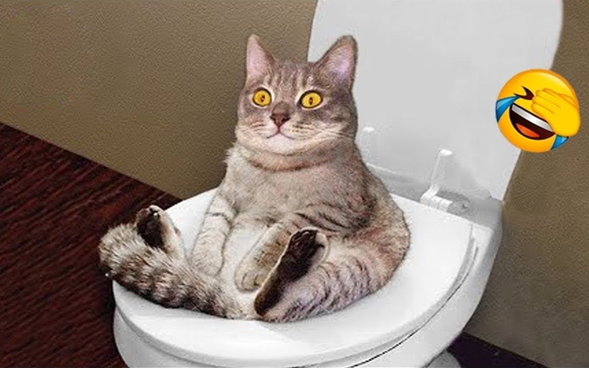 沙雕动物在这里 搞笑萌宠合集-301_哔哩哔哩_bilibili