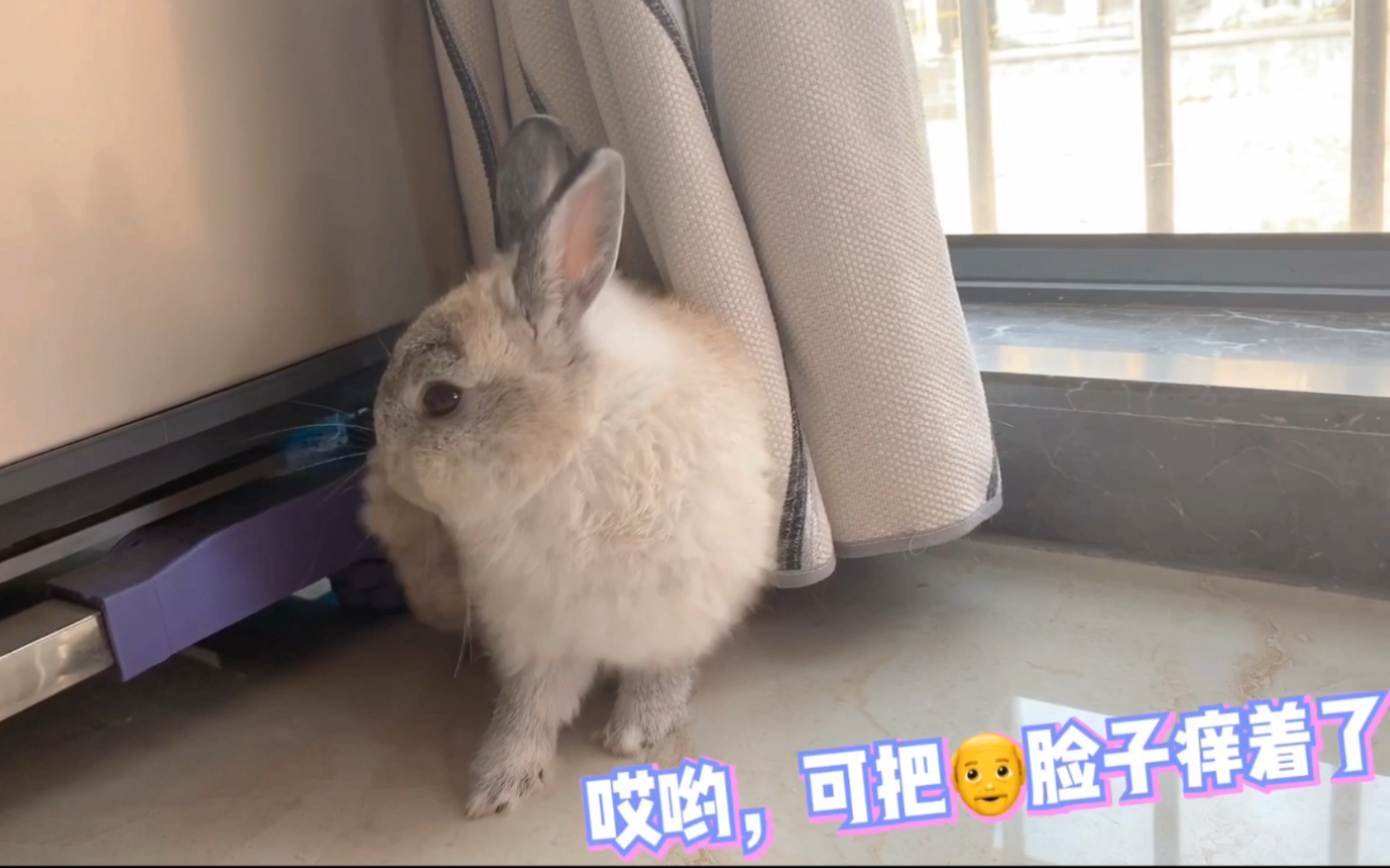 软萌兔子|爱洗澡的好兔纸,香喷喷软绵绵