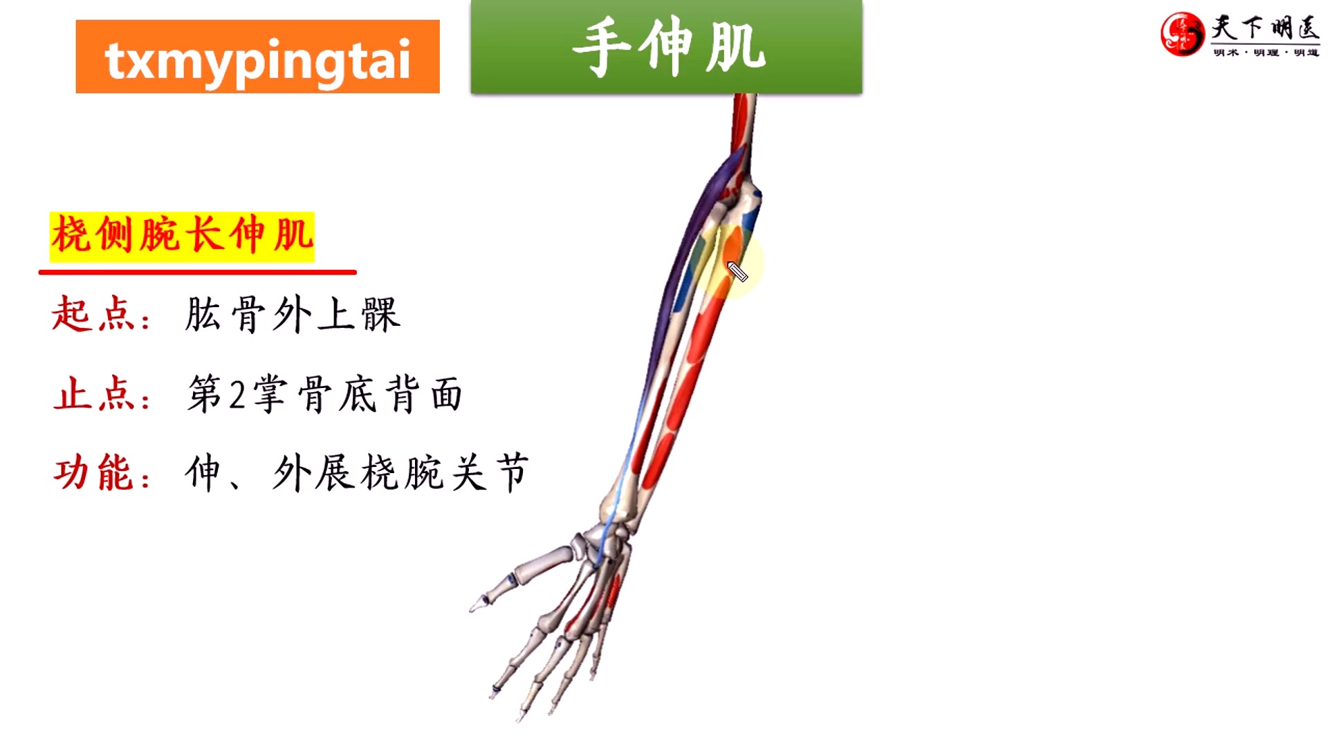 【手背痛】涉及肌肉(手伸肌)详细讲解——位置,功能,激痛点,处理方法