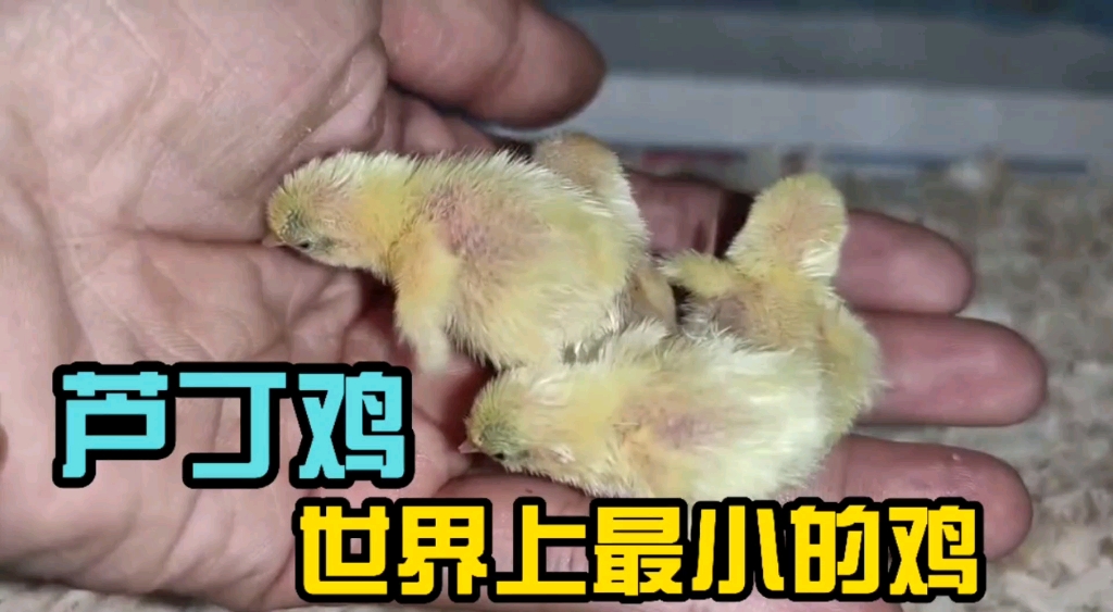 朋友送了8只小鸡,世界上最小最袖珍的鸡,成年才50克左右