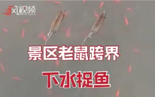 Télécharger la video: 狗拿耗子，耗子拿鱼：景区老鼠下水捉鱼惊呆游客