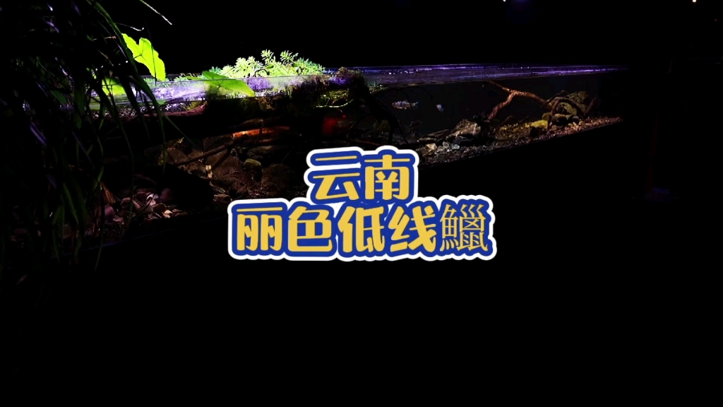 冬天就该玩丽色低线鱲,不比热带鱼差的本土原生鱼哔哩哔哩bilibili