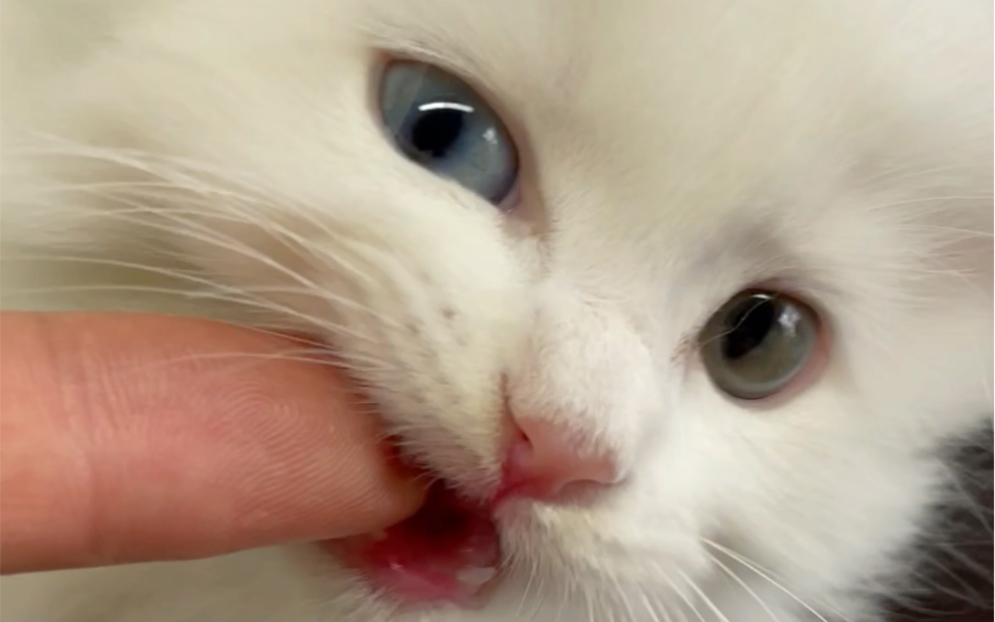 训练小奶猫咬手.