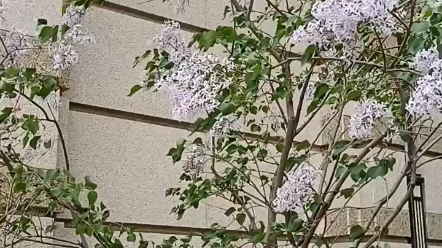 [图]小区丁香花开