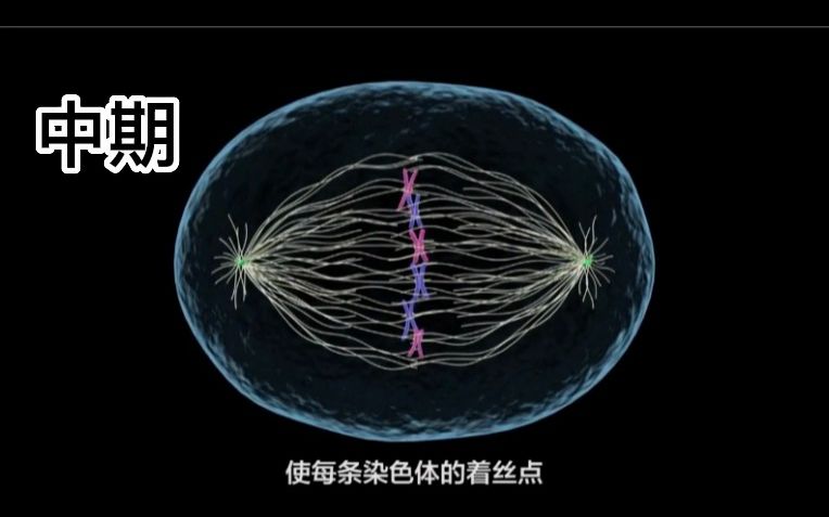 [图]动物细胞的增殖方式-有丝分裂