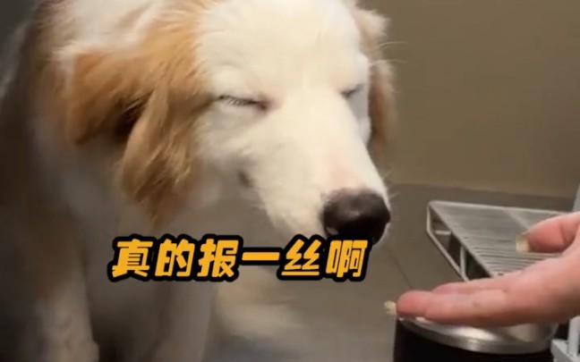 伸手不打笑脸狗 是不是狗狗犯错,都这么鬼迷日眼的,哈哈哈哈哈哈哈